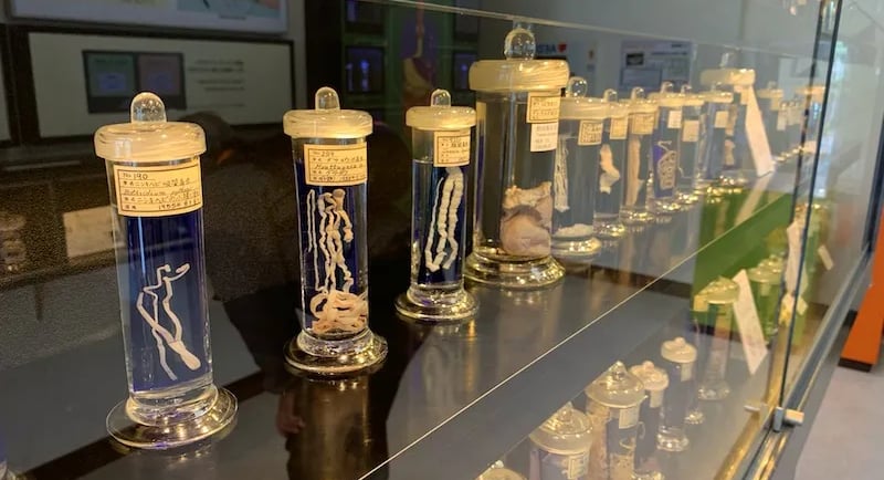 A museum display of preserved parasite specimens in glass jars on a shelf at the Meguro Parasitological Museum.
