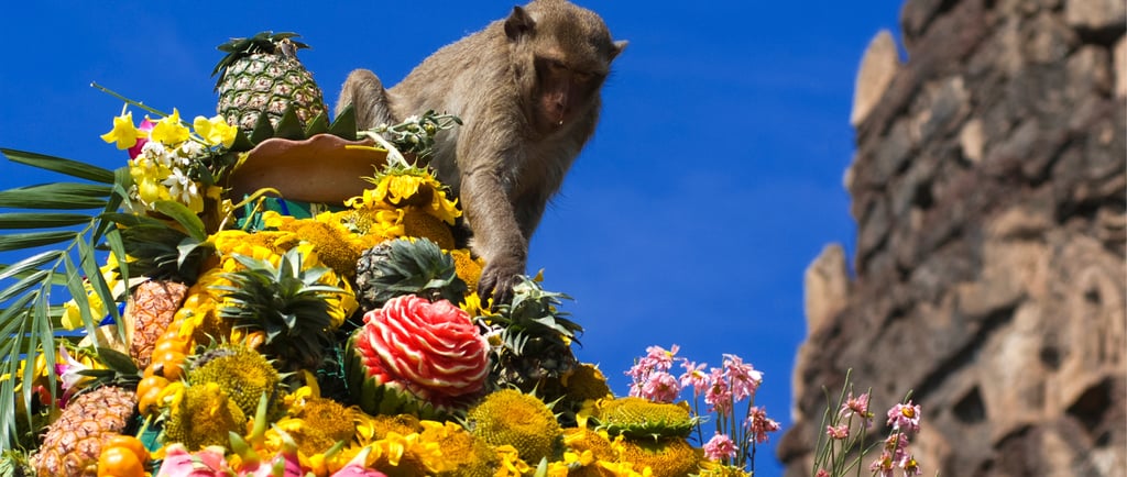 Macaque monkey eating from a colorful fruit and flower pyramid at the Lopburi Monkey Festival in Thailand.