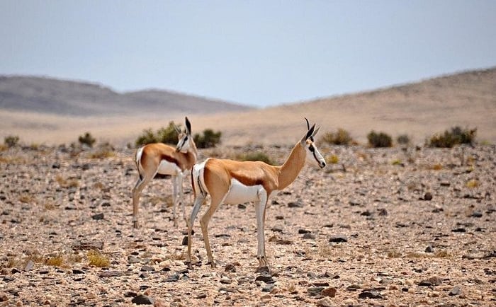 Two springbok antelopes standing in a rocky desert landscape in Namibia, Africa.