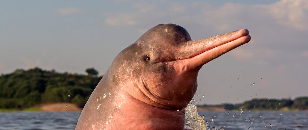 A pink Amazon River dolphin surfacing from the water with a lush jungle background.