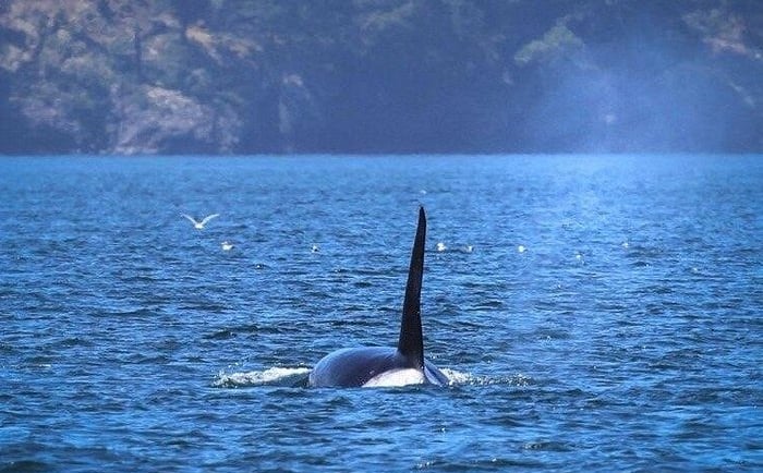 A wild orca whale dorsal fin surfacing in deep blue ocean water near a coastline.