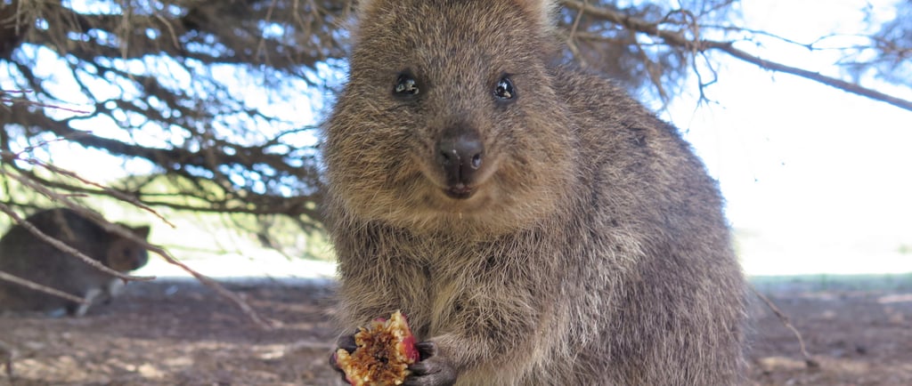 A smiling quokka on Rottnest Island holding and eating a piece of fruit under a tree.