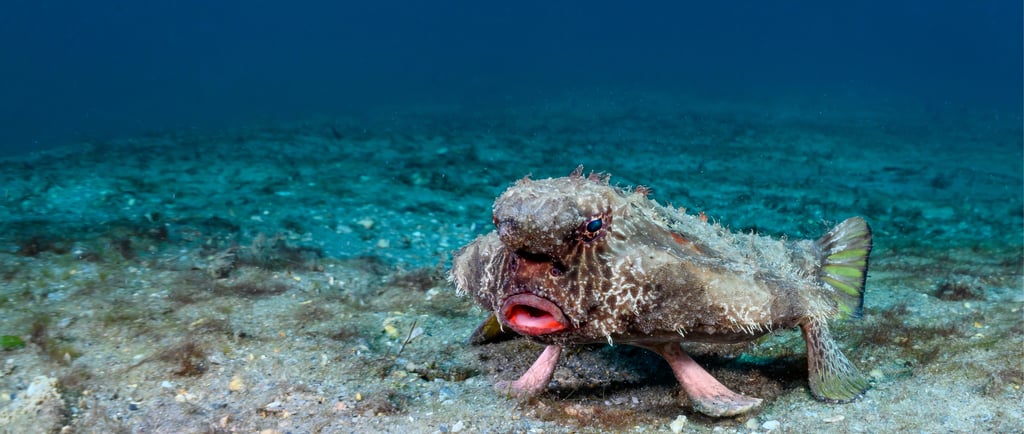 A red-lipped batfish walking on the ocean floor with its pectoral fins.