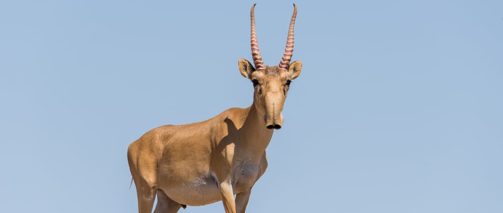 A Saiga antelope with unique bulbous nose and ribbed horns stands against a clear blue sky.