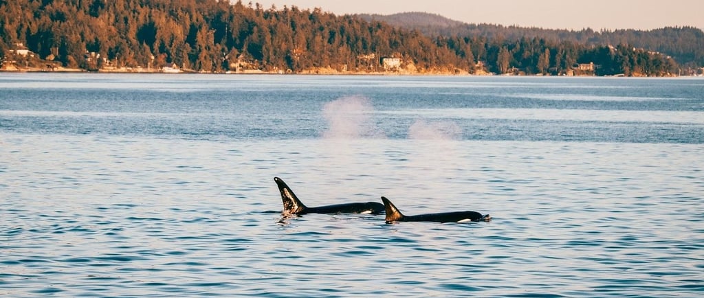 A pair of wild orca whales swimming in the ocean with a forested coastline in the background.