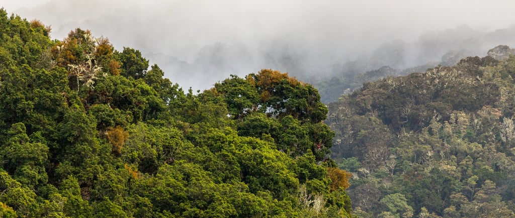 Lush green tropical rainforest canopy shrouded in thick white mountain fog and mist.