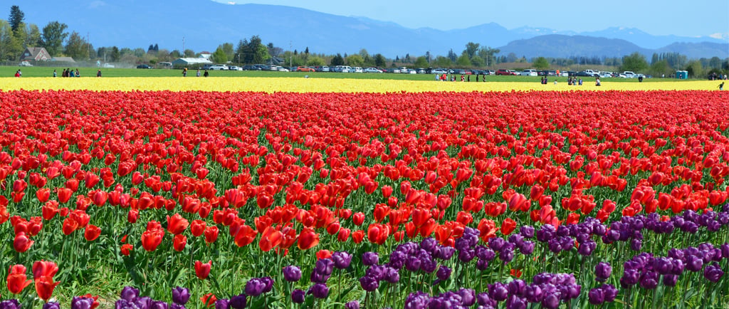 Rows of red and purple tulips in a spring field with snow-capped mountains in the background.