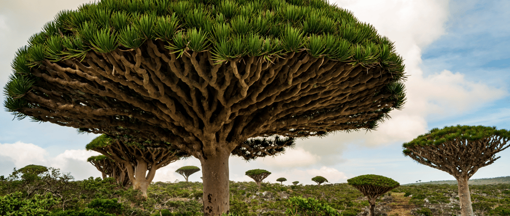 Dragon blood trees with umbrella-shaped canopies in the landscape of Socotra Island.