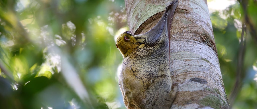 A Sunda flying lemur clings to a tree trunk in a tropical rainforest canopy.