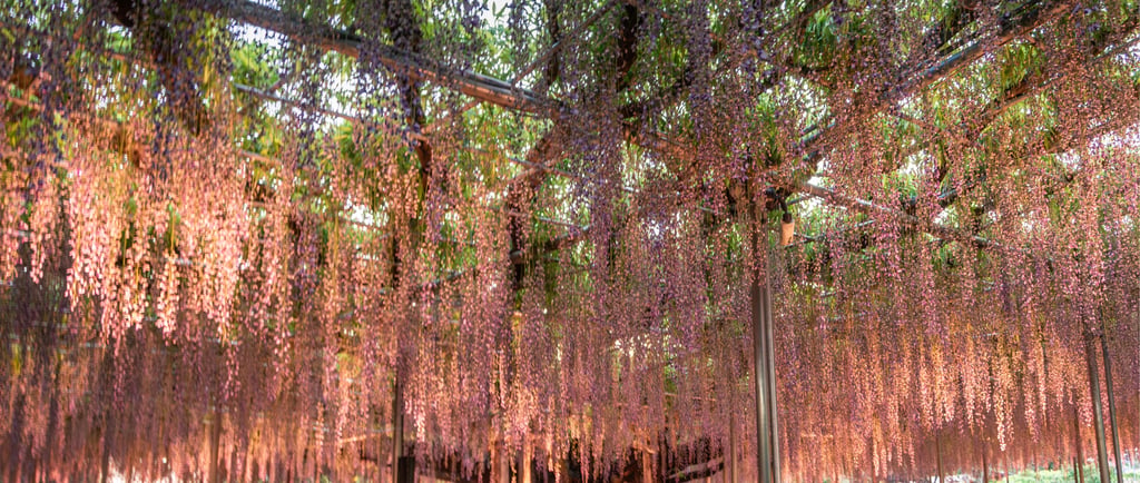 Illuminated purple wisteria flowers hanging from a large trellis at a Japanese botanical garden at night.
