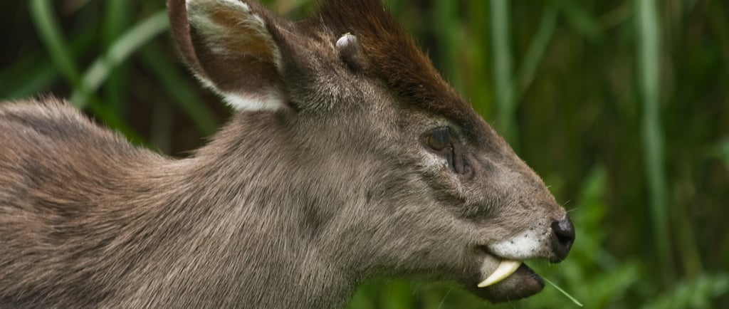 A close-up profile of a Tufted Deer with visible fangs grazing in tall green grass.