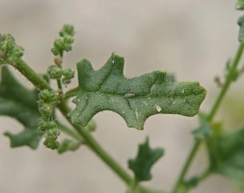 chenopodium botrys leaf