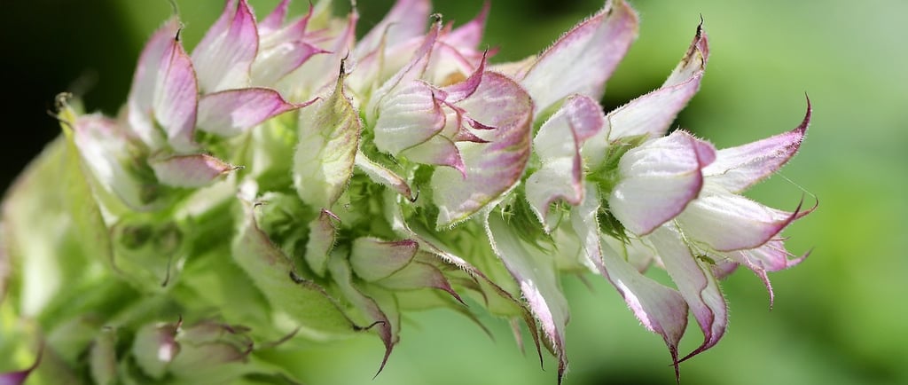 Clary sage flower