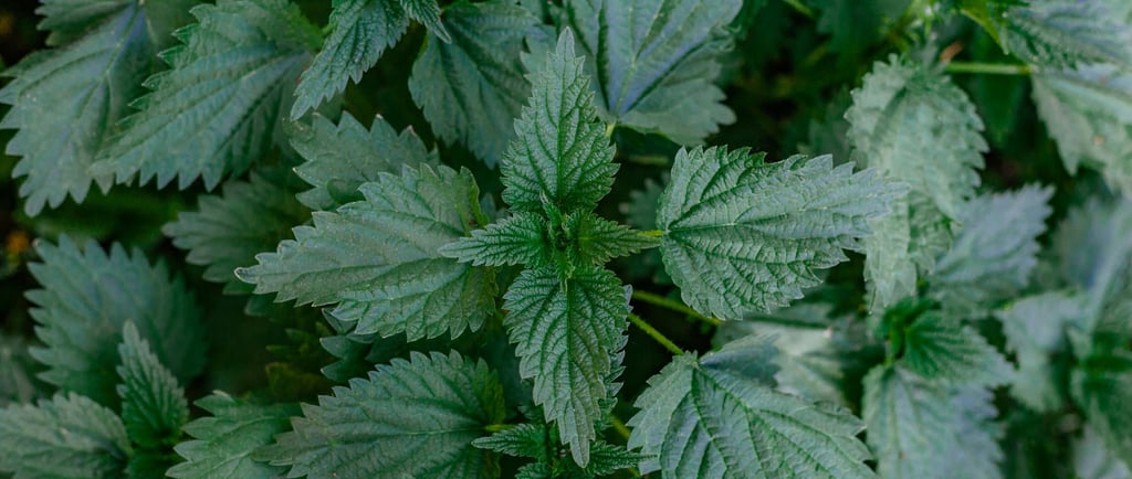 nettle leaves