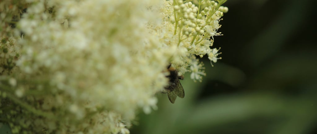 meadowsweet flower