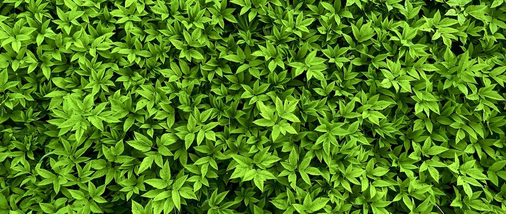 ground elder leaves