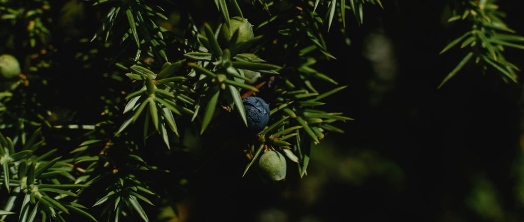 juniper
