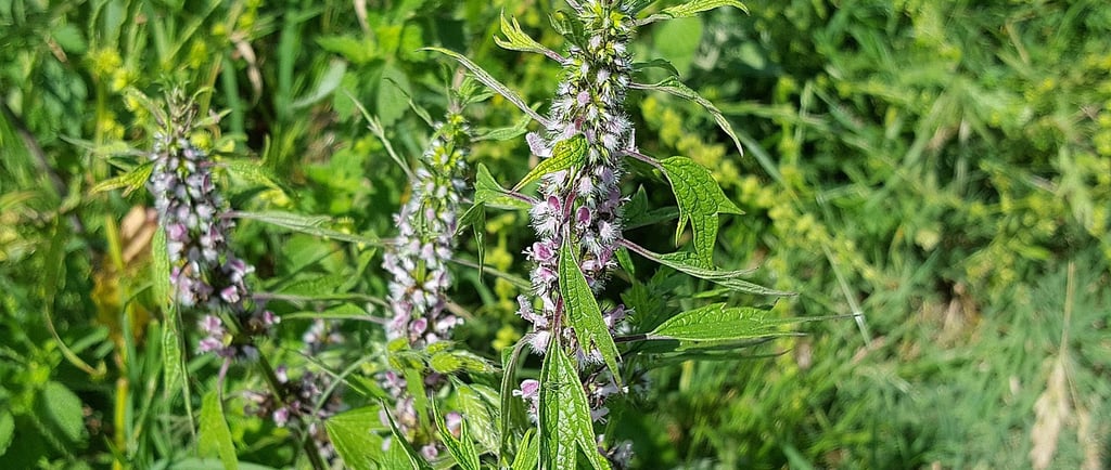 flowering Mothwort