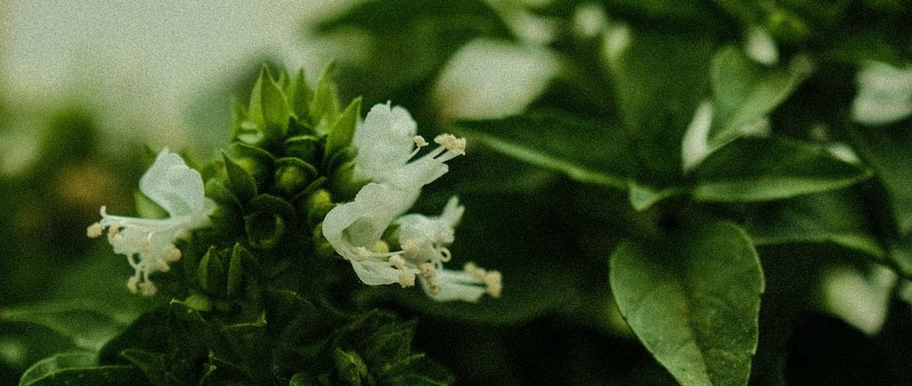 flowering basil