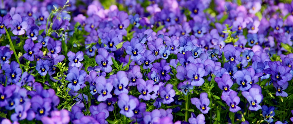viola