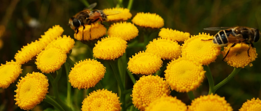 Flowering Tansy with bees