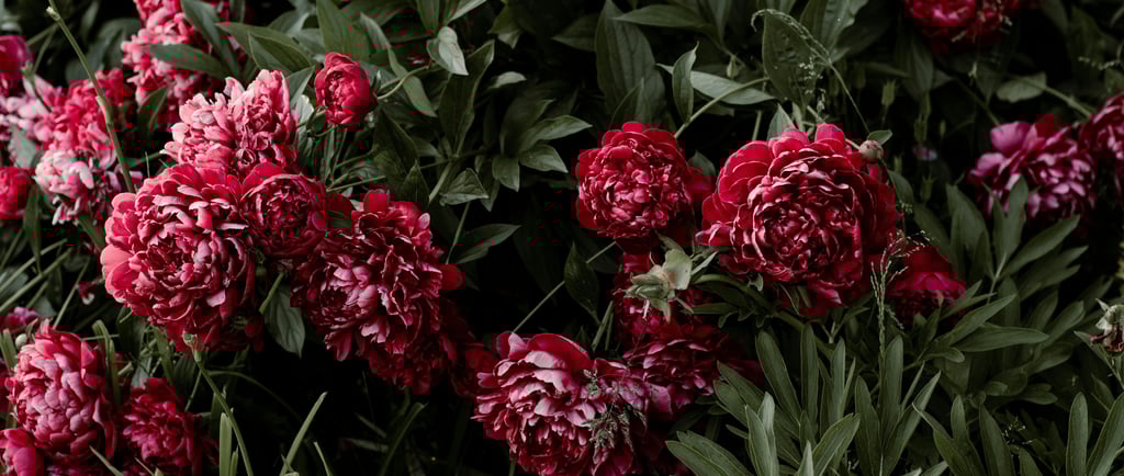 flowering peonies