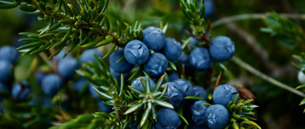 juniper branch with berries
