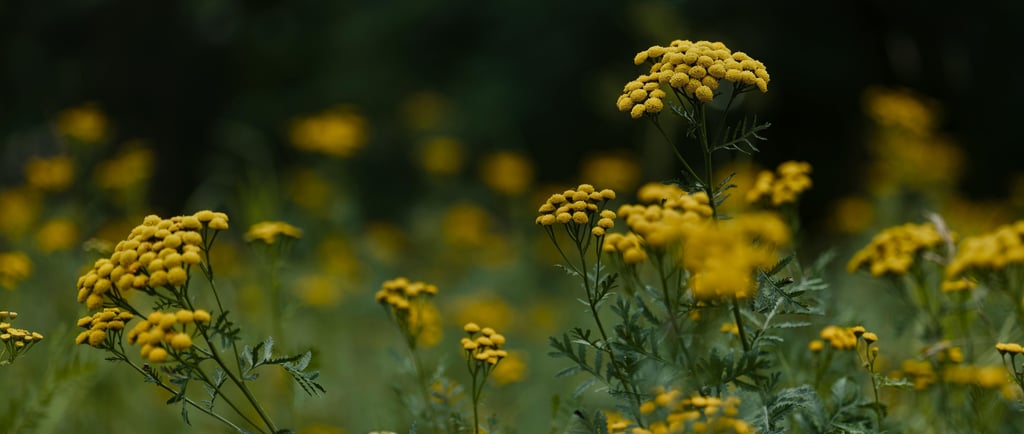 Flowering Tansy in the meadow
