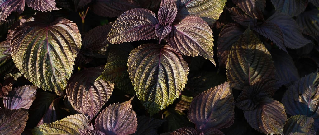 perilla leaves