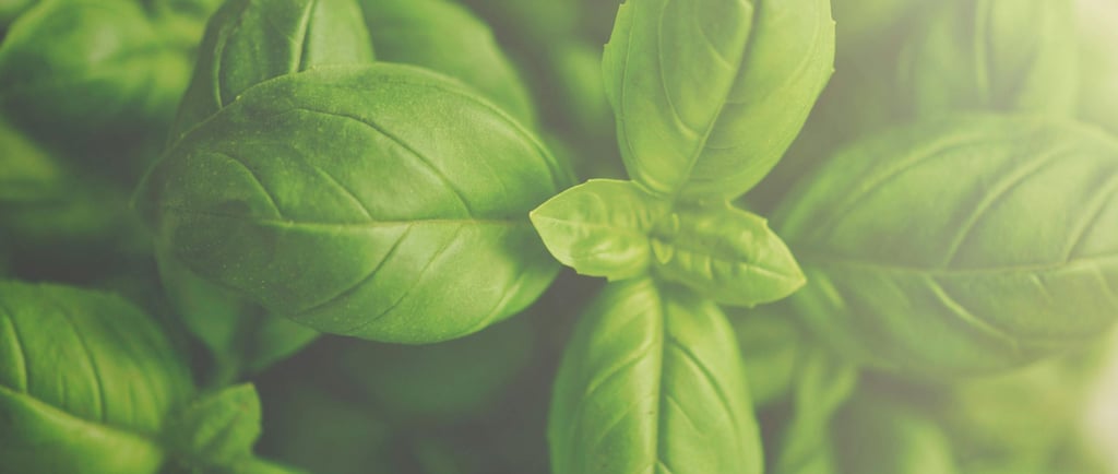 basil leaves