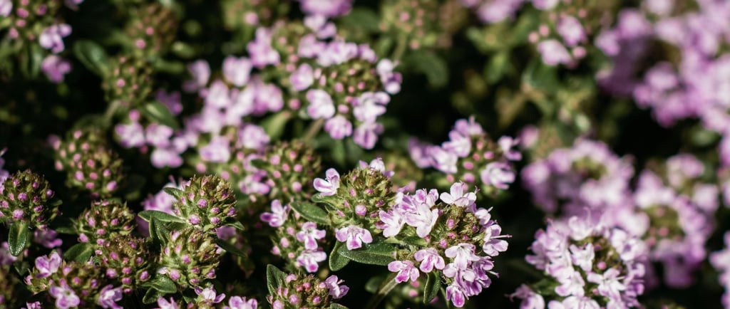 thyme