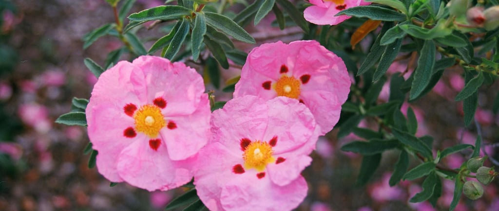 pink cistus incanus flowers on a bush