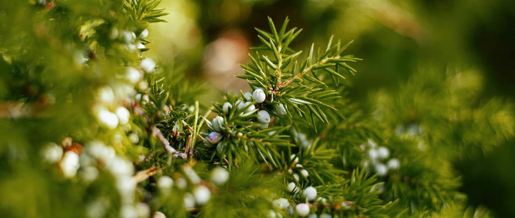 juniper branch with green berries in the sunlight