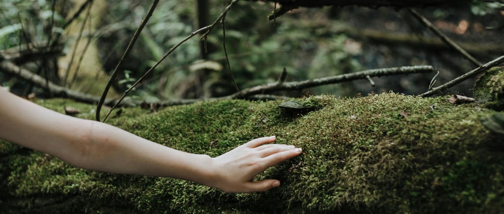 a person touching a piece of mossed tree in a forest