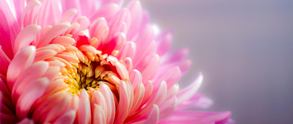 Fiore che simboleggia focus e concentrazione