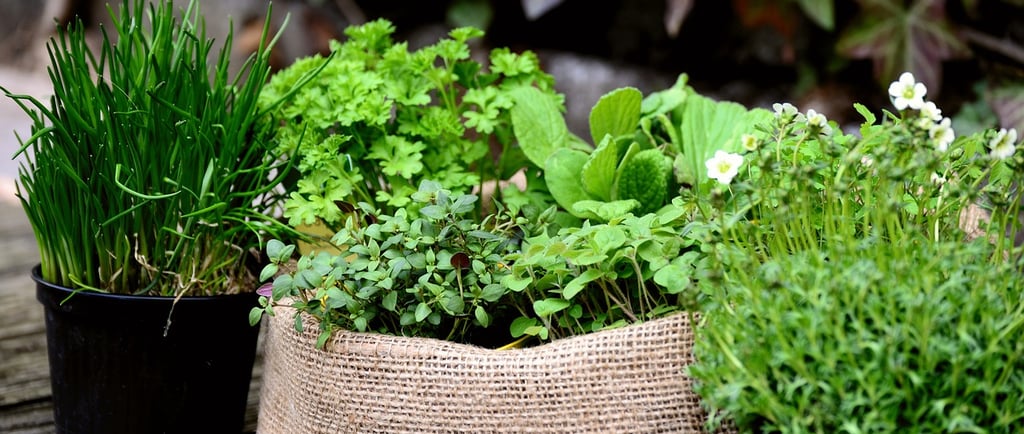 planter des herbes en pot