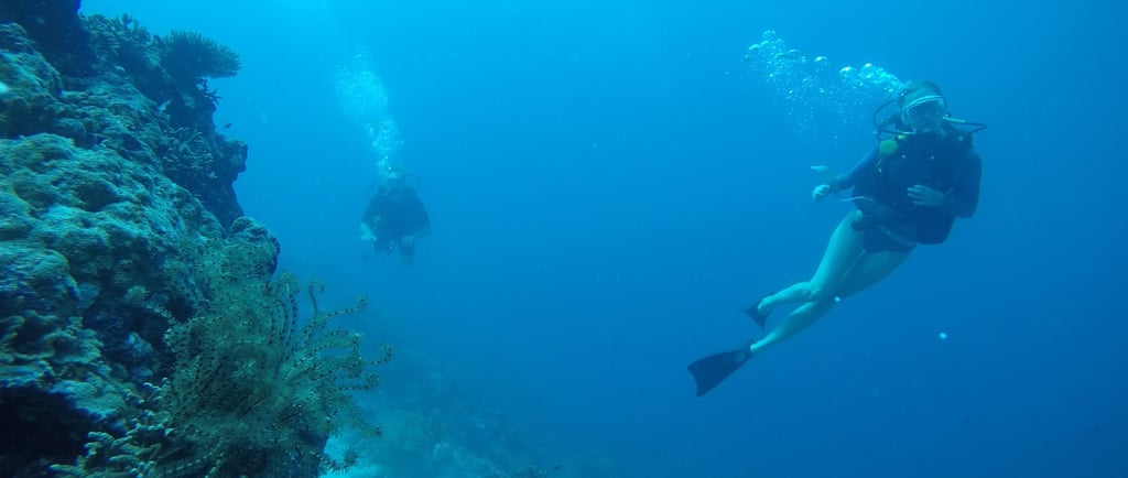 night dive Lovina reef #AdvancedArabicDive #SunriseBali