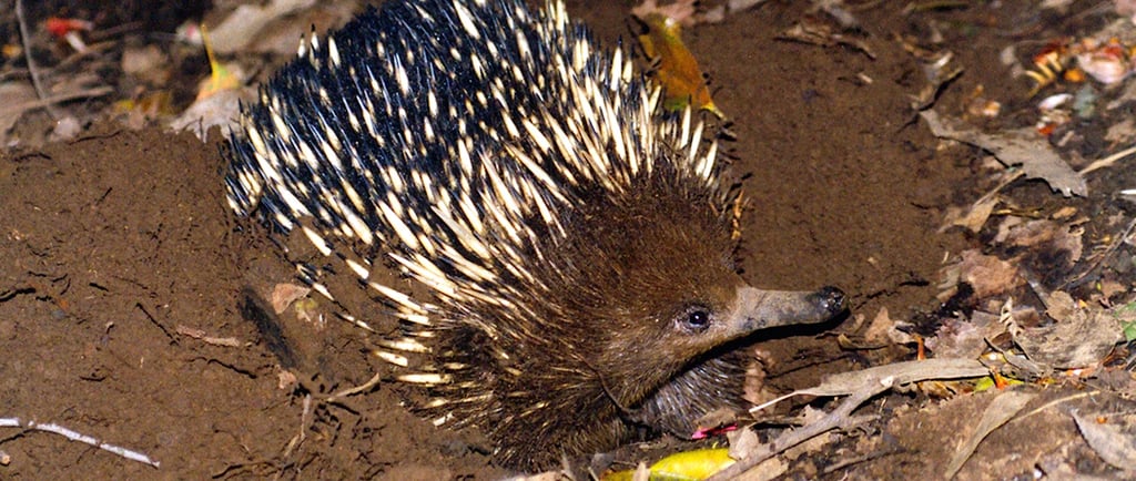 a echidna walking through the ground