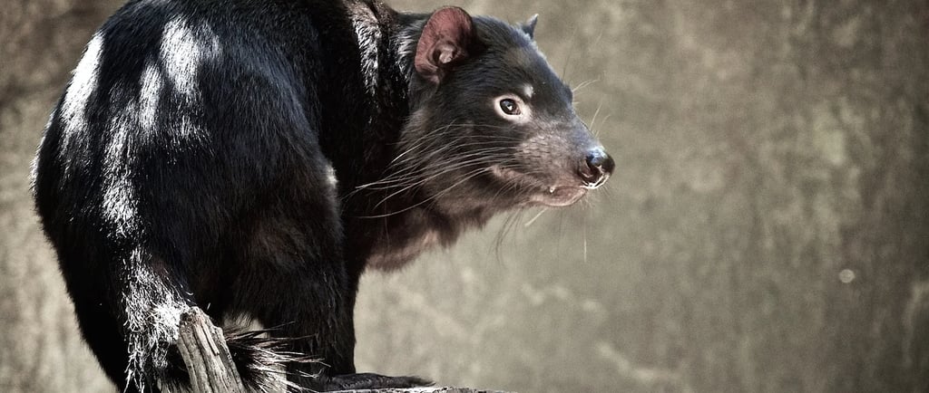 a tasmanian devil