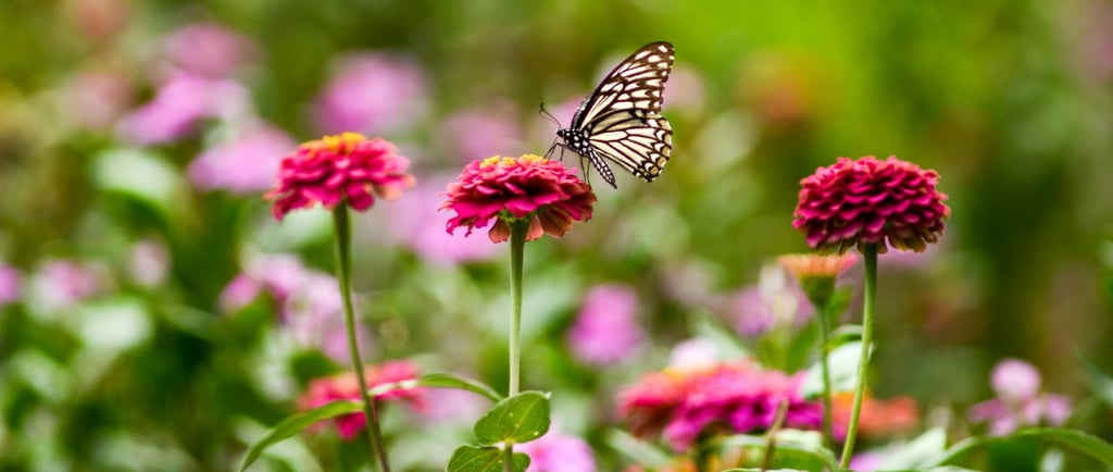 Calendrier entretien annuel jardin morbihan