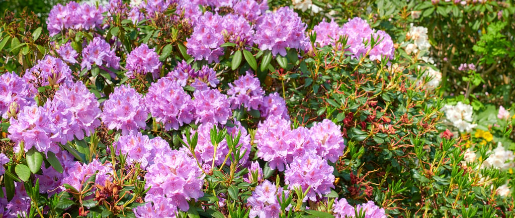 Entretien talus jardin morbihan