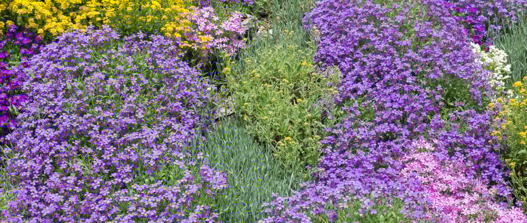 Plantes couvre-sol morbihan