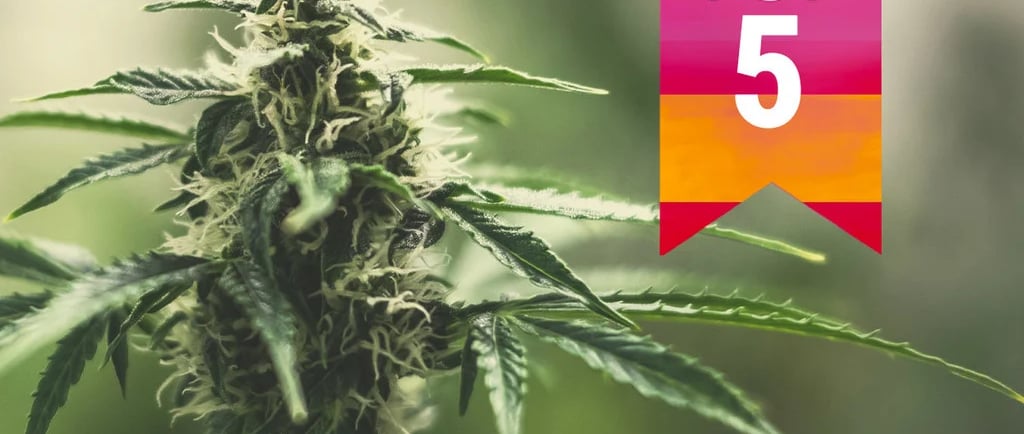 Top 5 Cannabis in Spain