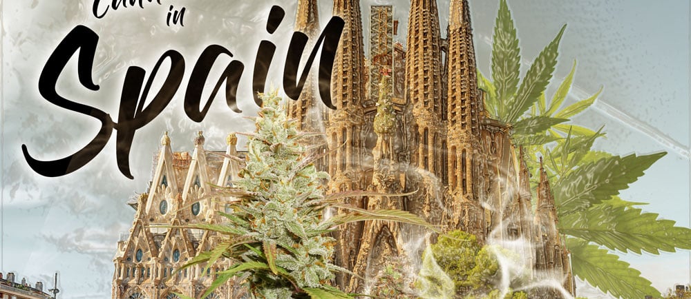 Cannabis in Spain