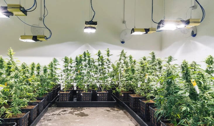 Cannabis at home