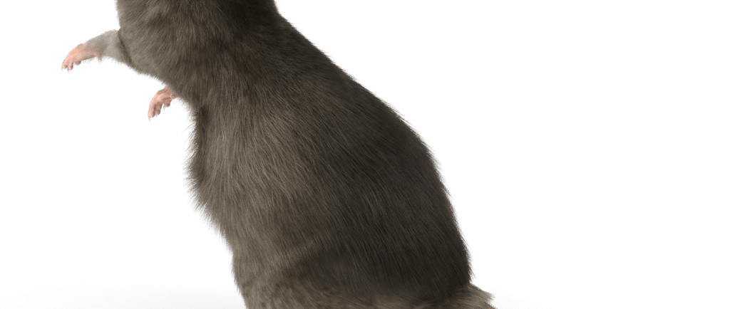 Un rat