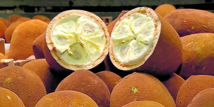 Conheça os Benefícios do Cupuaçu