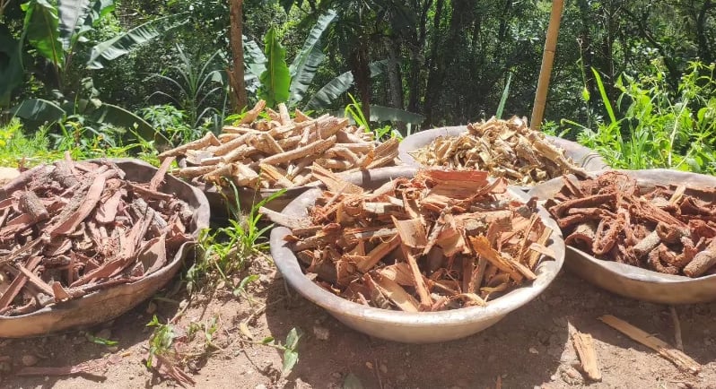 Marapuama em Pó: O Que É, Para Que Serve, Benefícios