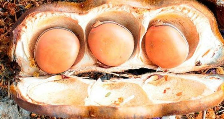 Suplemento de Olho de Boi em Cápsulas: o que é, para que serve, benefícios