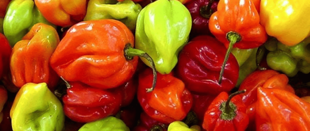 piment scotch bonnet pepper
